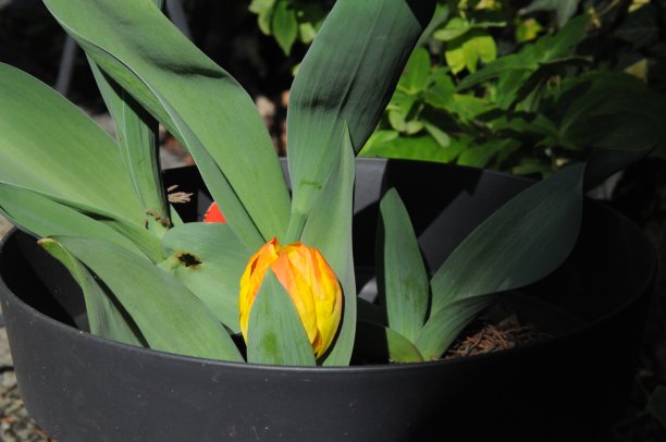 郁金香图片下载