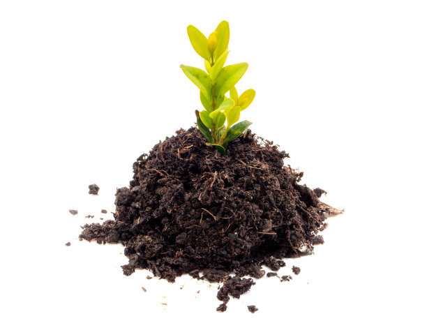 白色背景上有植物的地球图片下载