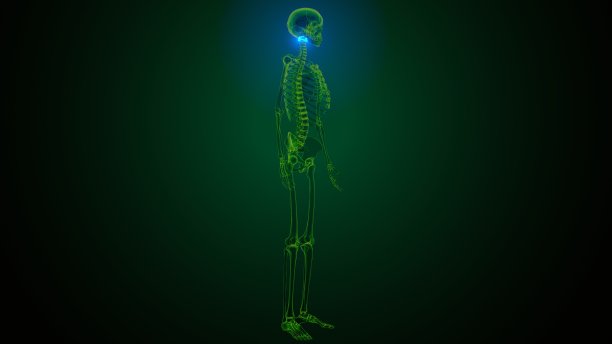 人体骨骼颈椎骨解剖的3d渲染图片下载