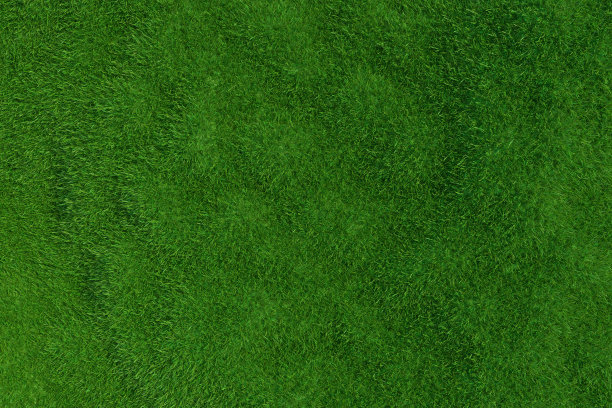 绿色的草。背景纹理。图片下载