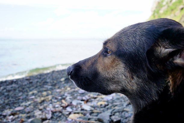 漂亮的狗仔细地看向一边图片下载
