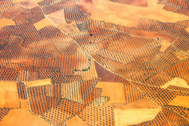 西班牙橄榄图片下载