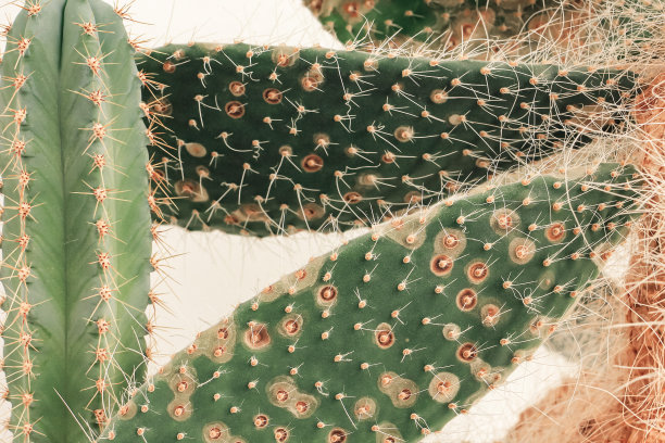 花盆里的各种仙人掌。家里的植物。天然植物的背景。图片下载