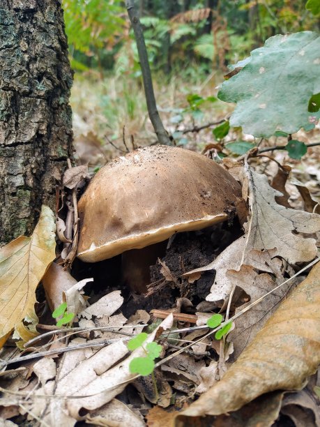 埃特纳火山蘑菇图片下载