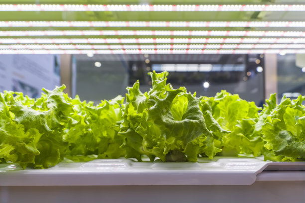 Led照明室内农场技术的温室蔬菜种植图片下载