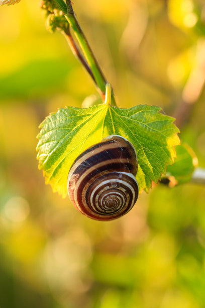 蜗牛坐在葡萄叶子上，特写图片下载