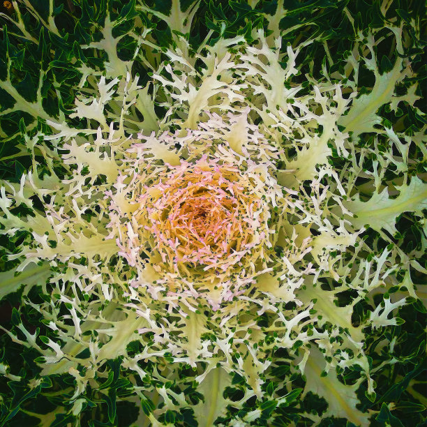 装饰性的卷心菜图片下载