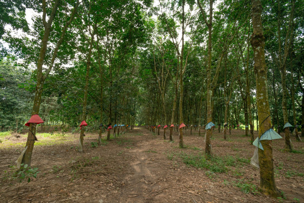 在橡胶林收集胶乳图片下载