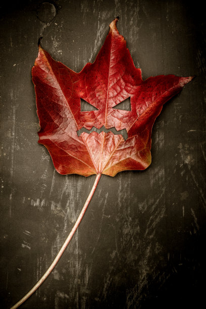 黑色木质背景上的万圣节怪物概念树叶图片下载