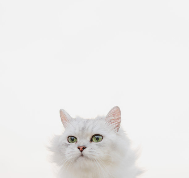 一个毛茸茸的白色波斯猫的特写图片下载