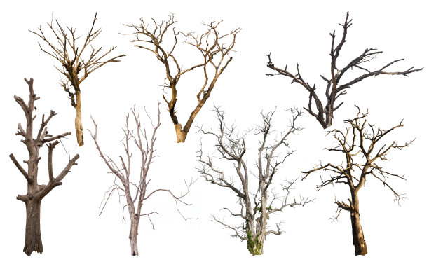 隔离许多枯树。图片下载