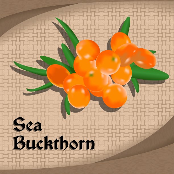 带有沙棘的复古风格标签或贴纸。矢量彩色插图图片下载