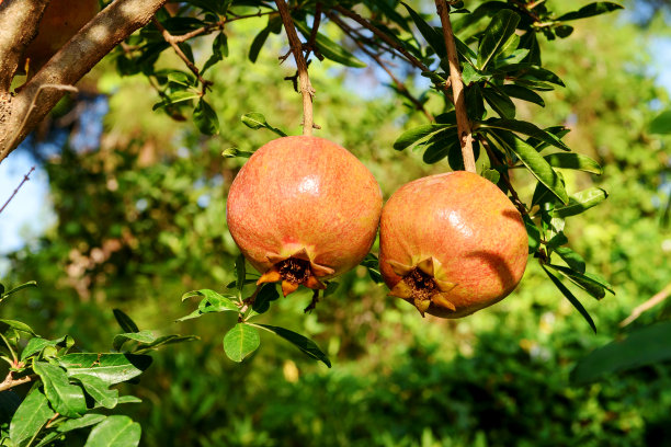 树上挂着两个快要熟的石榴。图片下载