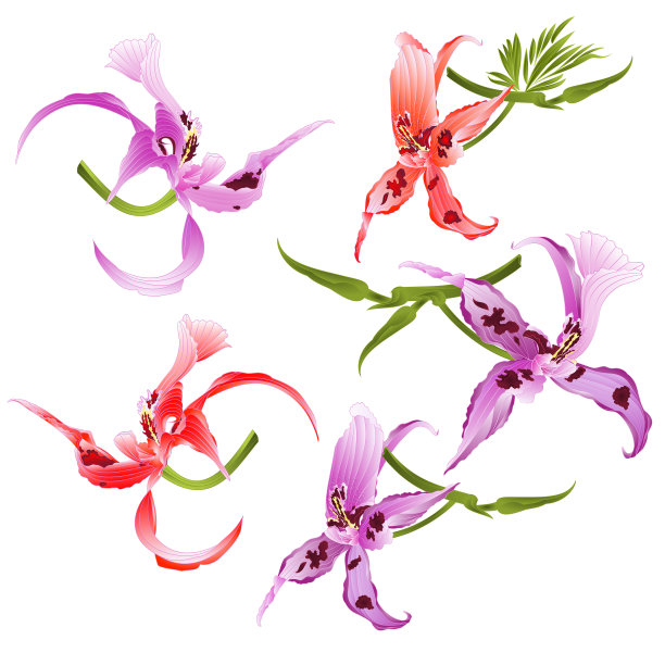 紫色和红色的兰花，高贵的石斛花斑图片下载