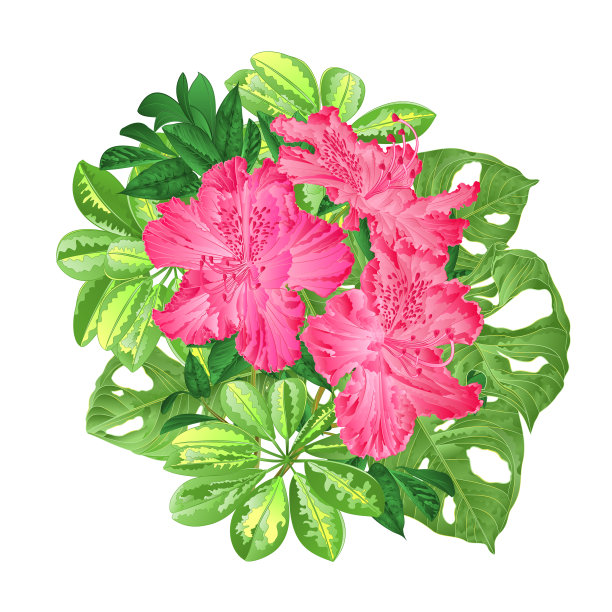 带有热带花卉的花束图片下载