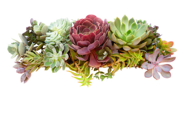 肉质植物之上白色图片下载