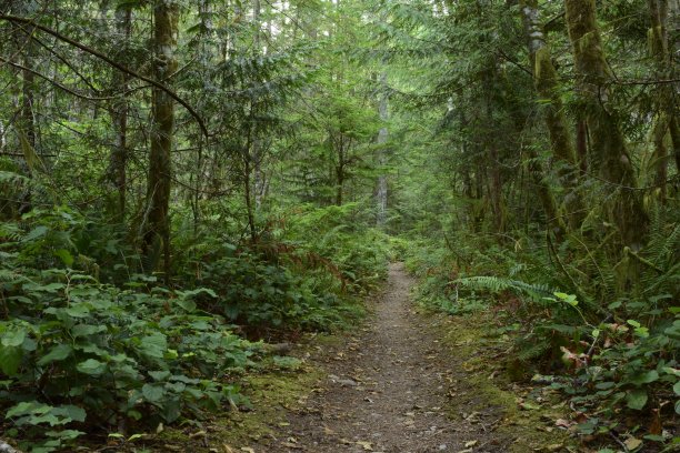 穿过茂密森林的小径图片下载