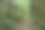 穿过茂密森林的小径图片下载