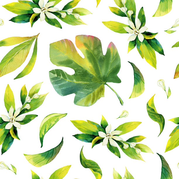 无缝水彩柑橘和无花果叶图案。白色背景上的绿叶。无缝绿色植物水彩画的包装纸，织物，纺织品，墙纸图片下载