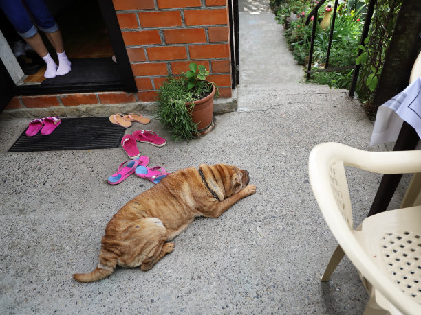 老沙皮狗继续平静地躺在户外图片下载