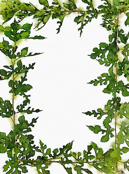 水彩手绘绿色花卉旗帜与绿色桑叶孤立在白色的背景。框架模式的卡片，婚礼邀请，海报，保存日期或问候设计。图片下载