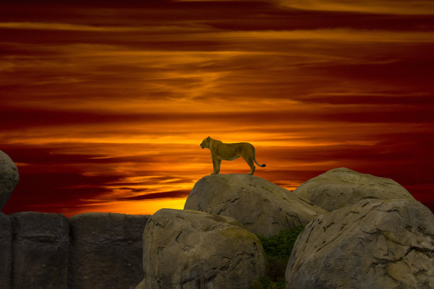 山上的狮子图片下载