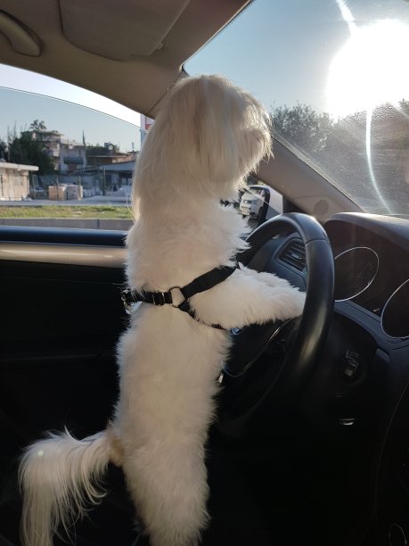 我要开车带我妈妈去兜风图片下载