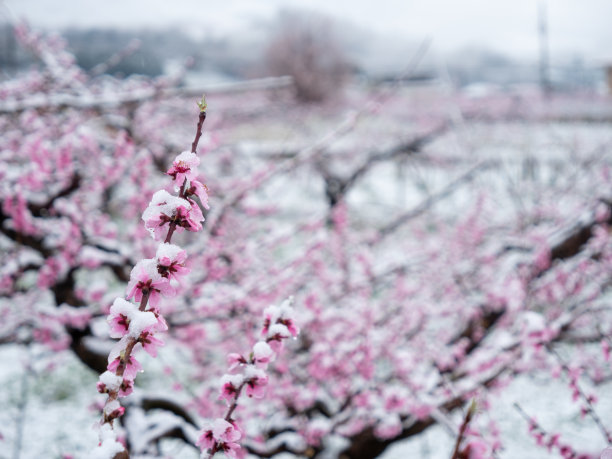桃花盛开在日本的春天后，一场突如其来的罕见的暴风雪图片下载