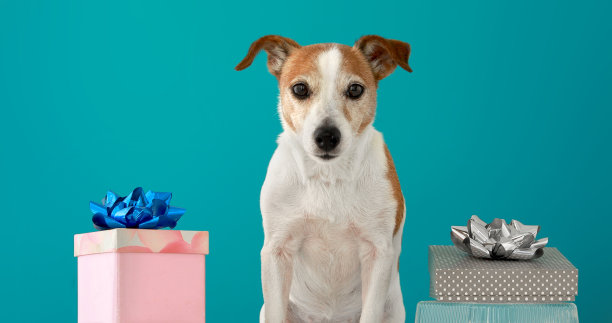 有趣的杰克罗素梗站在生日盒子之间图片下载