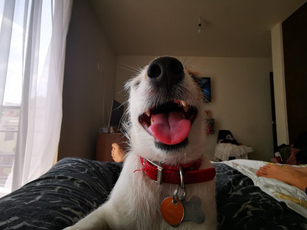 杰克罗素梗图片下载