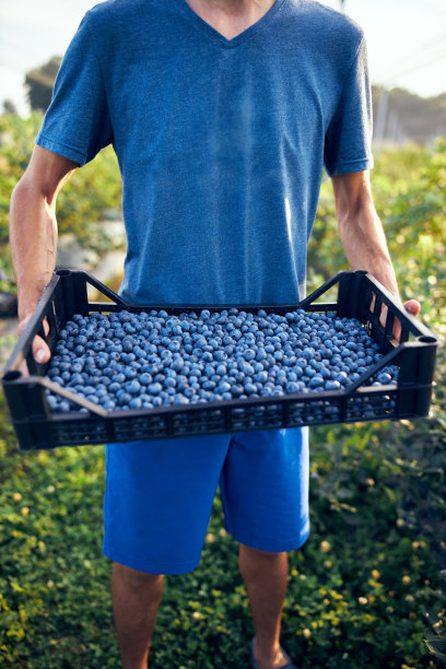 农民在有机农场工作和采摘蓝莓-现代经营理念。图片下载