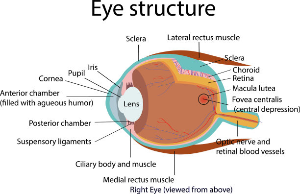 眼睛的结构图片下载
