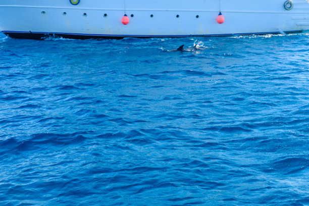红海赫尔格达附近游艇旁的海豚（埃及）图片下载