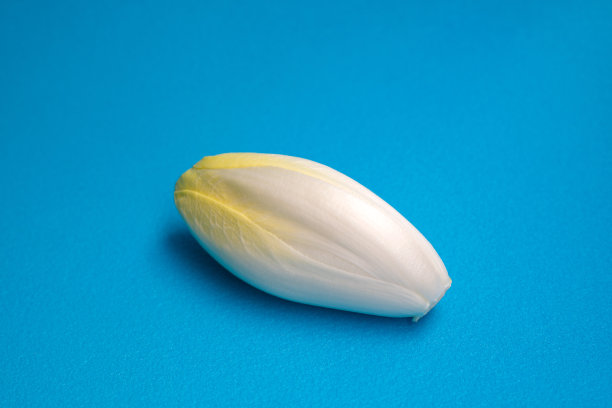 菊苣、菊苣、菊苣。Witlof蔬菜。蓝色背景上的新鲜菊苣。图片下载