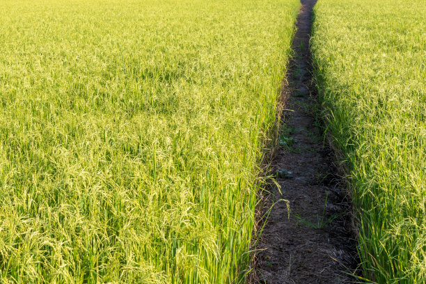 绿油油的稻田和土堆沟。图片下载