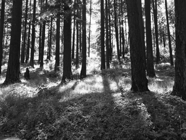 美丽的树塔博尔山公园图片下载