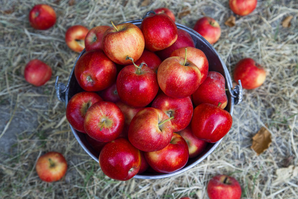 一桶新鲜的有机苹果放在草地上图片下载