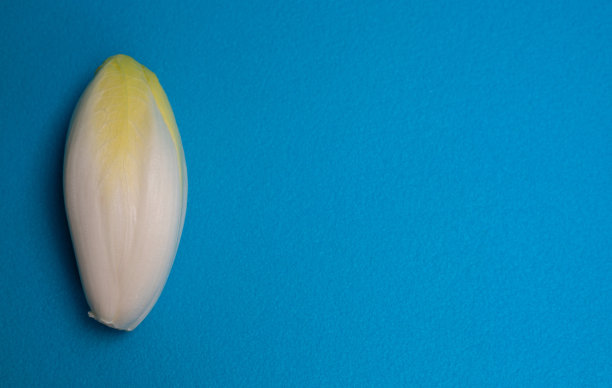 菊苣、菊苣、菊苣。Witlof蔬菜。蓝色背景上的新鲜菊苣。图片下载