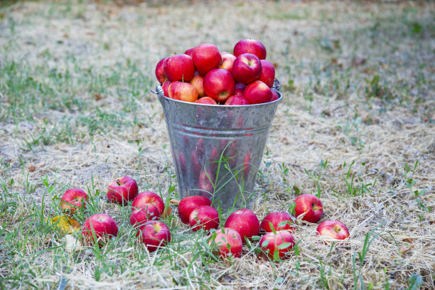 金属桶里的新鲜有机苹果图片下载