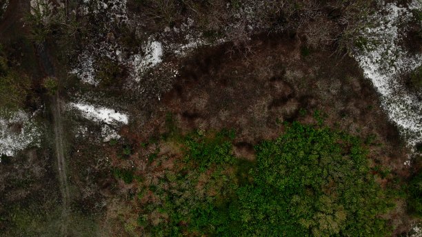 在最近的雨季之后，树木开始重新生长，在最近的森林大火之后，在澳大利亚。烧焦的树与绿色健康的树相遇图片下载