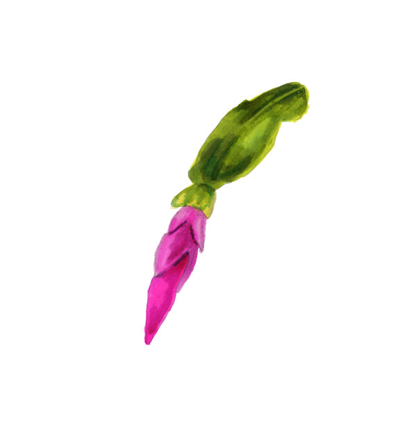 圣诞仙人掌的水彩画。手绘与粉红色的斯伦贝谢花在白色的背景。Zygocactus。巴西的圣诞节。斯伦贝谢味蕾。十二月党人的植物图片下载