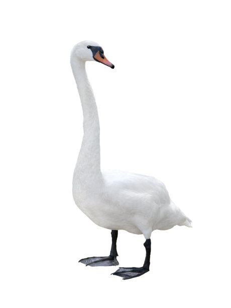 天鹅孤立在白色背景。图片下载