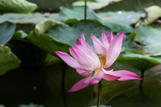 这种美丽的睡莲或莲花是由丰富的颜色。饱和的颜色和充满活力的细节使这几乎是一个超现实的图像。图片下载