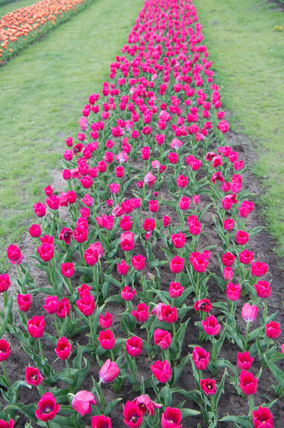 快乐的一天。郁金香在春天开花。鲜艳的郁金香花田。夏天的田野鲜花盛开。园艺和植物种类。大自然的美丽和清新。种植郁金香出售。农业图片下载