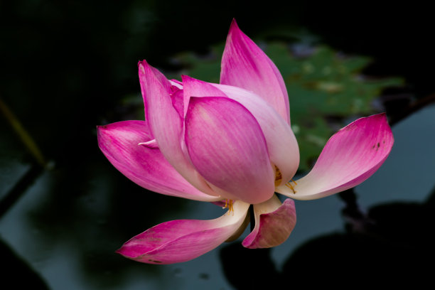 这种美丽的睡莲或莲花是由丰富的颜色。饱和的颜色和充满活力的细节使这几乎是一个超现实的图像。图片下载