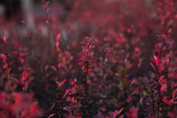 红或紫(Berberis thunbergii atropurpurea)图片下载