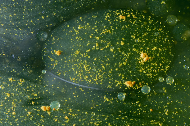 污染的液体。粒子、气泡和流体的系列照片。抽象的背景。图片下载