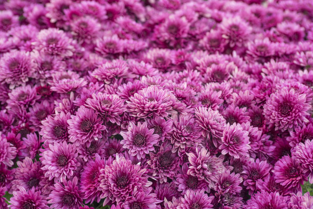 美丽的菊花。背景是粉红色的菊花花。花的背景。图片下载