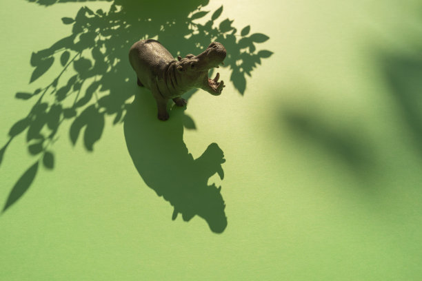 河马在树荫下的植物。图片下载