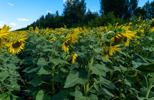 照片中的向日葵在野外美丽的背景图片下载